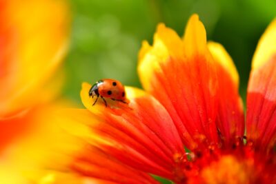 red beetle 1696653991 e1696654010183