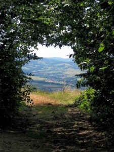 view, forest, mountains