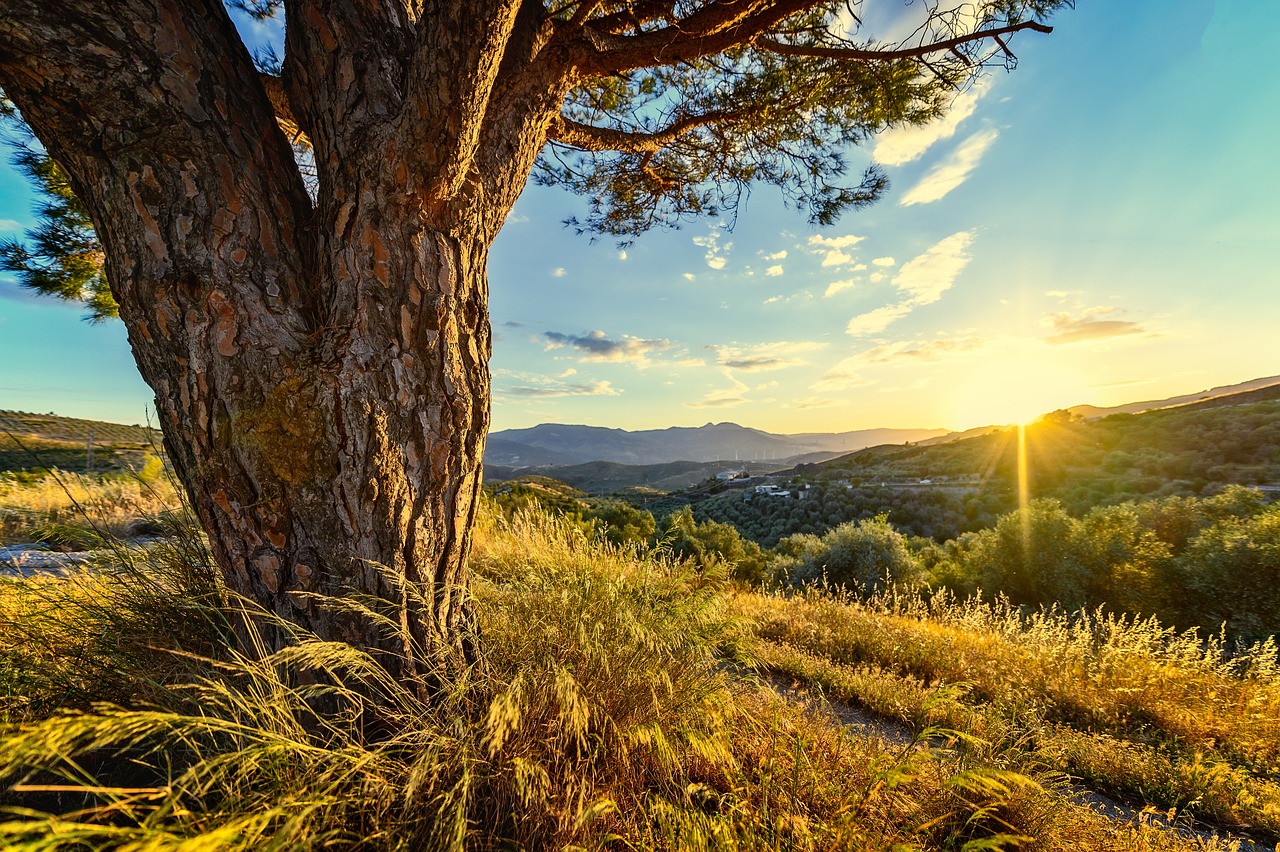 sunset, meadow, sunlight