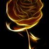 rose, black, gold