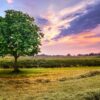 chestnut tree, sunset, meadows