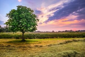 chestnut tree, sunset, meadows