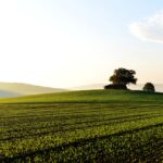 landscape, field, fields