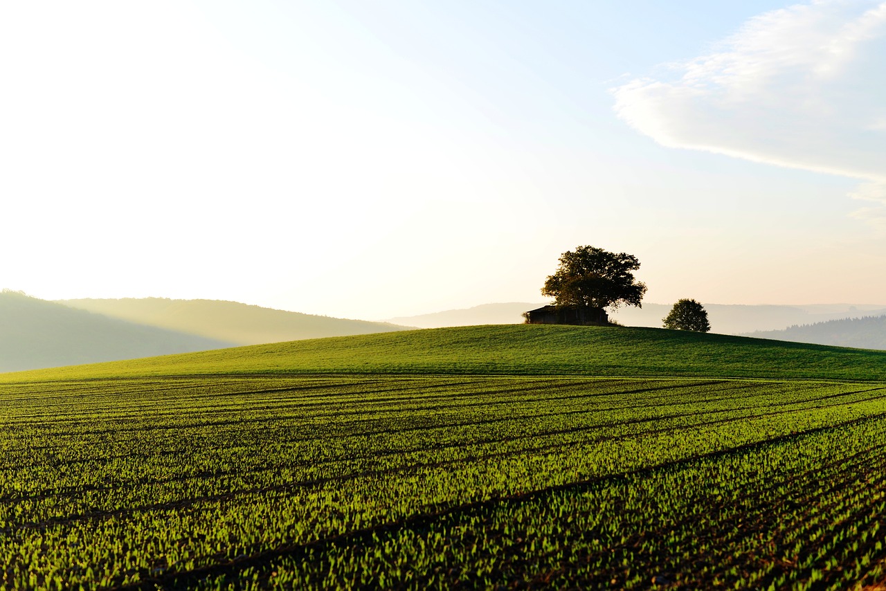 landscape, field, fields