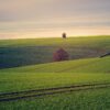 land, outdoors, meadow