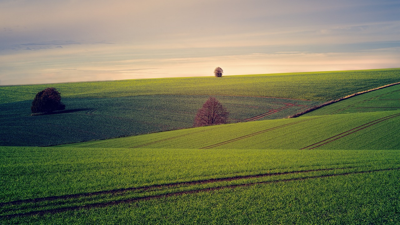 land, outdoors, meadow