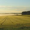 farm, fog, sunrise