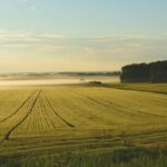 farm, fog, sunrise