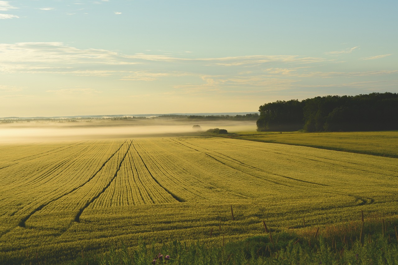 farm, fog, sunrise