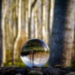 glass sphere, forest, trees