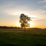 green trees surrounded by grass field