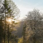 the sun shines through the trees in the forest