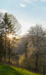 the sun shines through the trees in the forest