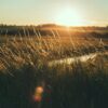 grass field golden hour photography